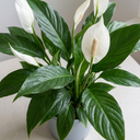 Spathiphyllum Peace Lily Plants