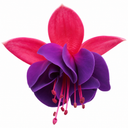 3 Trailing Fuchsia Hanging Basket Plants, Purple and Pink, Summer Bedding, 10.5cm Pots