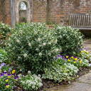 Osmanthus Burkwoodii Plants (Set of 3 or 6)
