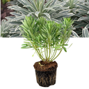 Euphorbia Silver Edge Plant (3L Pot)