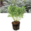 Euphorbia Silver Edge