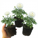 Ranunculus Vortex White Persian Buttercup Plants (Set of 3 or 6)