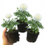 Set of 3 or 6 Ranunculus Vortex White Persian Buttercup Plants, Hardy Perennial, Spring Flowering, Outdoor Garden Ready, 1 Litre Root-Ball