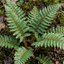 3 Japanese Tassel Fern Polystichum Polyblepharum Plants, Hardy Evergreen, 1 Litre Root Ball