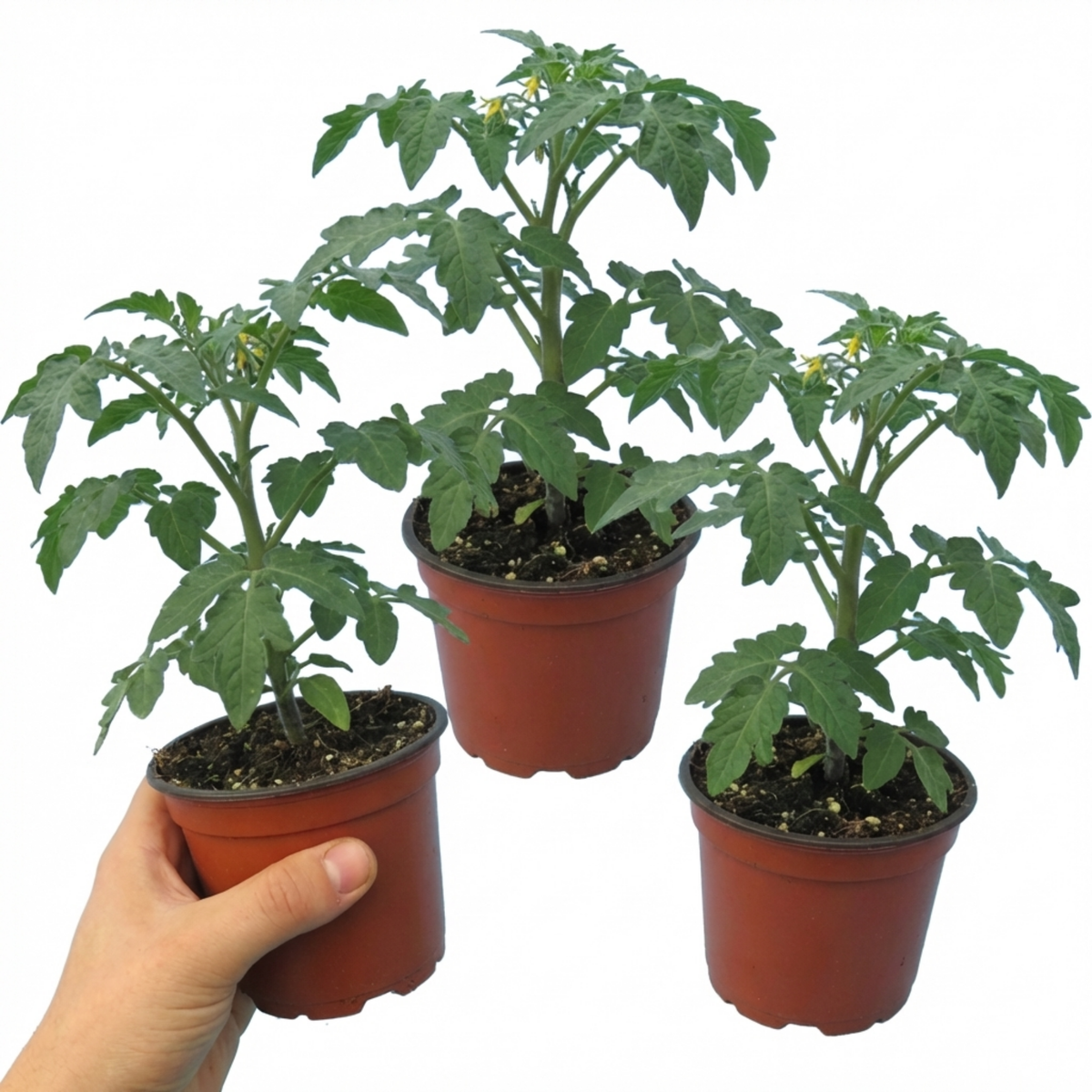 Tomato 'Consuelo' – Cordon Cherry Tomato (3 or 6 x 1L Pots)