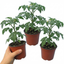 Set of 3 or 6 Tomato ‘Consuelo’ Plants, High Yield Sweet Cherry Tomato, Garden Ready Live Vegetable Seedlings, 1L Root Ball