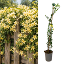Jasminum nudiflorum Plant (2L Pot)