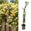 1 Live Outdoor Garden Ready Winter Jasmine Plant - Jasminum nudiflorum, 2L Pot