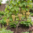 Superior Seedless White Grape Vine Plants