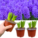 3 x 1 Litre Pots (9 Flowering Bulbs) Plant (1L Pot)