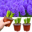Purple Hyacinth Plants in Pots – 3 x 1 Litre Pots (9 Flowering Bulbs)