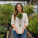 2L Bay Tree, Laurus Nobilis, Evergreen Culinary Herb, Pots