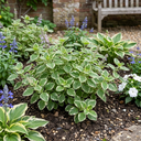 Plectranthus Coleoides / Swedish Ivy Plants (Set of 3 or 6)