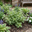 Set of 3 or 6 Large Plants - Plectranthus Coleoides / Swedish Ivy, Outdoor Garden Ready