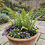 6 Scaly Male Fern Dryopteris Cristata Plants, Hardy Evergreen Perennial, 1 Litre Root-Ball