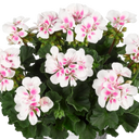 Pelargonium Toscana Dolce Vita Stella Plants (Set of 3 or 6)