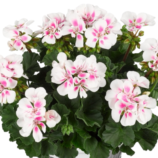 White geranium flowerheads with bright pink eyes above dark zoned leaves