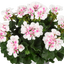 Set of 3 or 6 Large Plants - Pelargonium Toscana Dolce Vita Stella, Ready to Plant in Garden