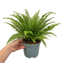 Boston Fern Plants