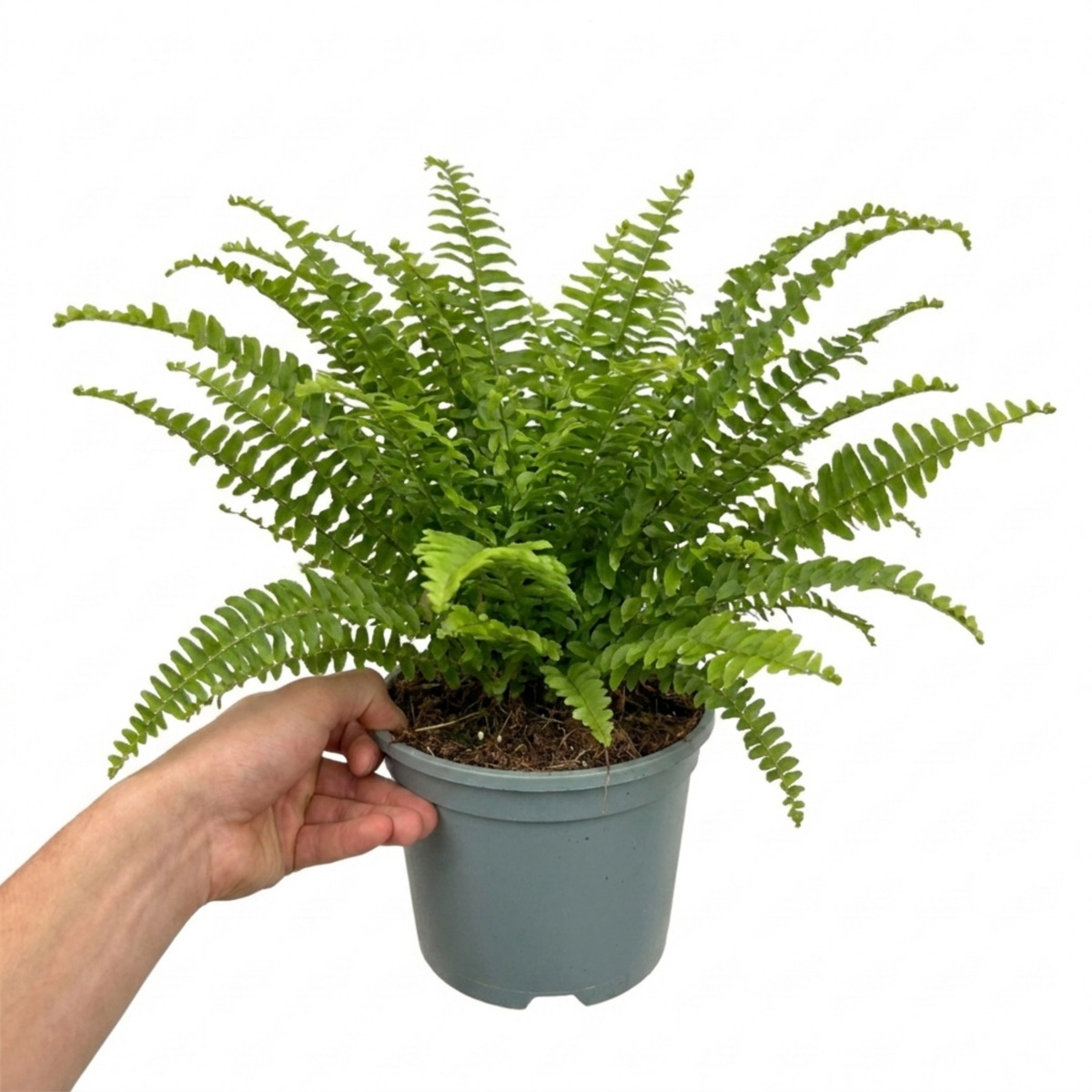 Boston Fern (Nephrolepis exaltata) – Indoor Fern (2L Pot)