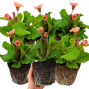 Polyanthus Stella Champagne Plants (Set of 3 or 6)