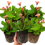 Set of 3 or 6 Large Plants - Polyanthus Stella Champagne, Ready to Plant in Your Garden, 1L