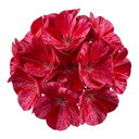 Geranium Calliope Red Splash Plant (2L Pot)