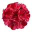 1 Large Plant - Geranium Calliope Red Splash, Outdoor Garden Ready, 2L Pot
