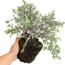 Pittosporum Bannow Bay Plant (3L Pot)