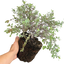 Pittosporum Bannow Bay