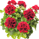 Geranium Calliope Dark Red Plants (Set of 3 or 6)