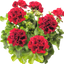 Set of 3 or 6 Large Plants-Geranium Calliope Dark Red, Ready To Plant In Your Garden