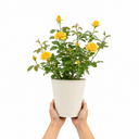 3Ltr Patio Rose Bush, Nursery Pots, Garden Ready