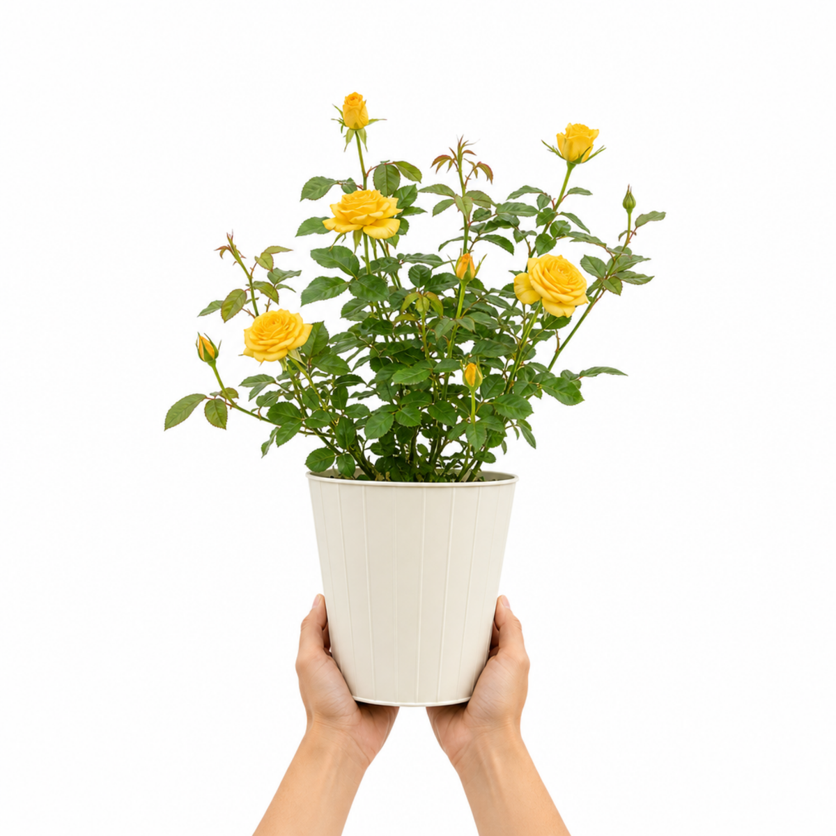 Patio Rose, Yellow – Compact Repeat Flowering Rose (3L Pot)