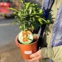 Mini Kumquat Plant