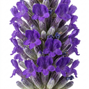 Lavender Essence Purple Plants