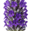 1 Lavender Essence Purple Hardy Perennial Plant, Fragrant Bee Friendly Garden Shrub, 2 Litre Root Ball