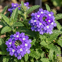 Trailing Verbena Blue Eye Plants (Set of 3 or 6)