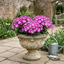 1 Large Bedding Plant - Senetti Pink Bicolour, Outdoor Garden Ready, 2L Pot
