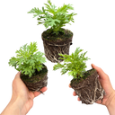Argyranthemum Madeira Red Plants (Set of 3 or 6)