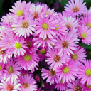 Alpha Light Pink Plant (2L Pot)