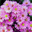 1 Large Aster Plant - Alpha Light Pink, Ready to Plant in Your Garden, 2L