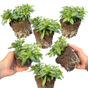 Calibrachoa Bumble Hot Pink Plants (Set of 3 or 6)