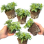 Set of 3 or 6 Large Plants - Calibrachoa Bumble Hot Pink, Outdoor Garden Ready