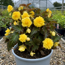 Begonia Non Stop Mocca Yellow Plant (5L Pot)