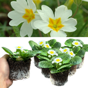 Primrose White Plant