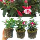 Fuchsia Diva Red & White Plants (Set of 3 or 6)