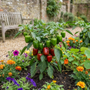 Sweet Pepper Redskin Plant (2L Pot)