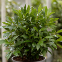 5L Bay Tree Standard, Laurus Nobilis, Nursery Pots