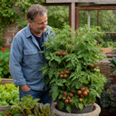 Brandy Boy Beefsteak Tomato Plants